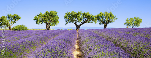 lavender fields of the French Provence photo