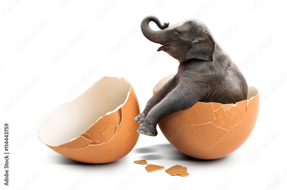 Elephant in eggshell