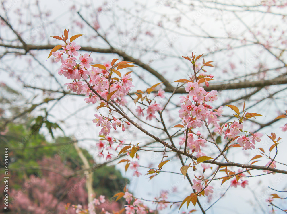 Soft focus Sakura flower on sky background Soft focus Sakura flower on sky background