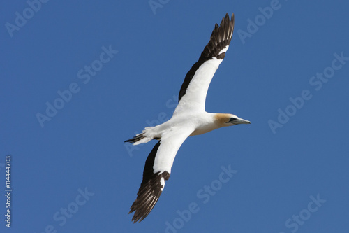 Gannet making a turn above the colony.
