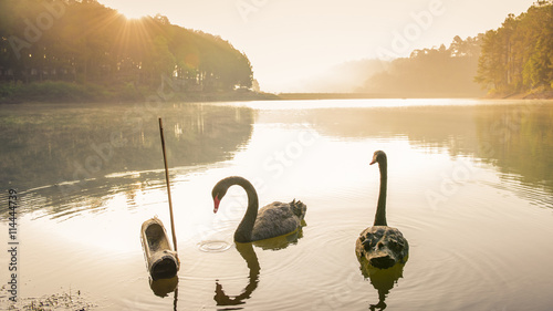 black swan In a ponds