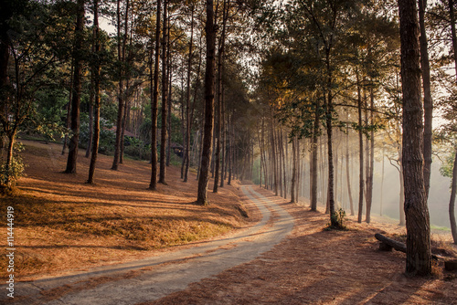 Abstract background of route and journey amidst the big tree and beautiful nature