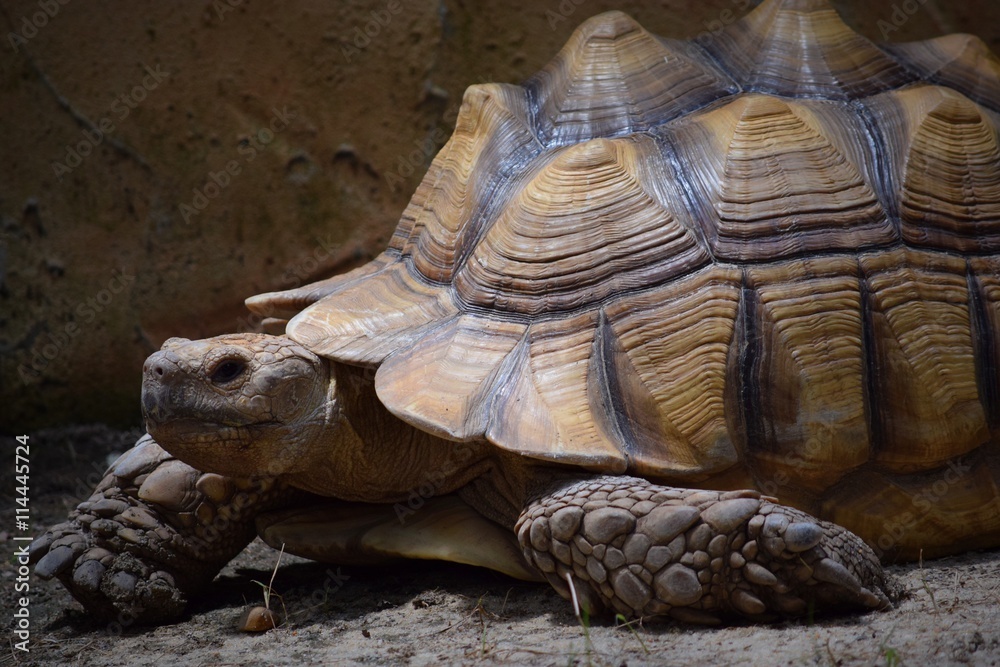 Fototapeta premium Giant Tortoise 