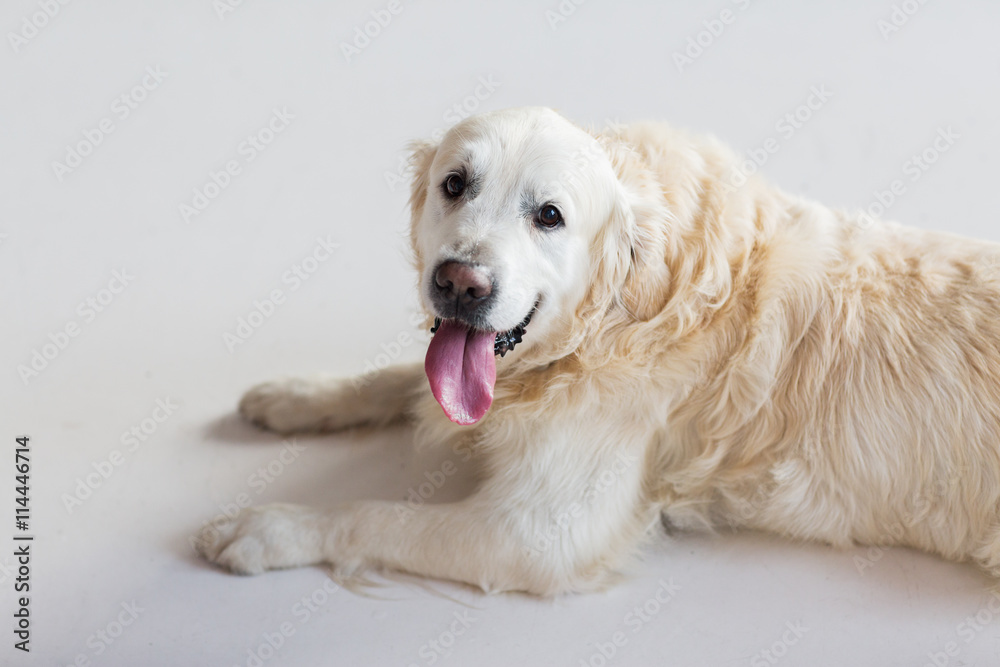 close up of golden retriever dog lying on floor close up of golden retriever dog lying on floor