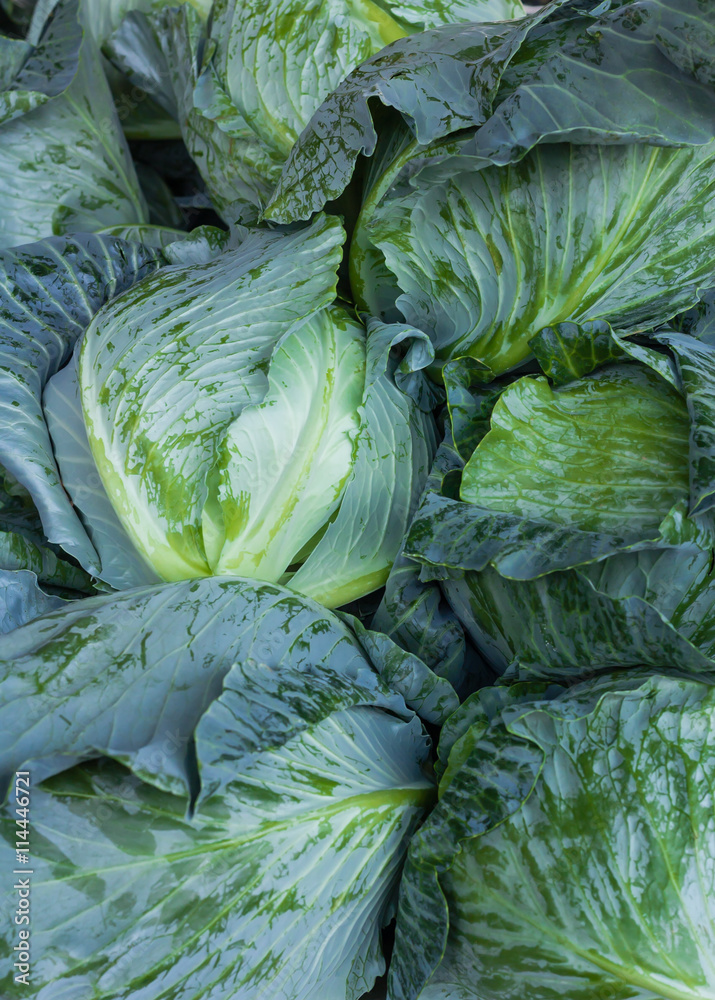 Obraz premium Cabbage