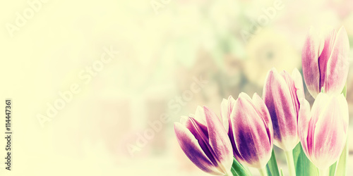 Vintage Nature Background with Tulips