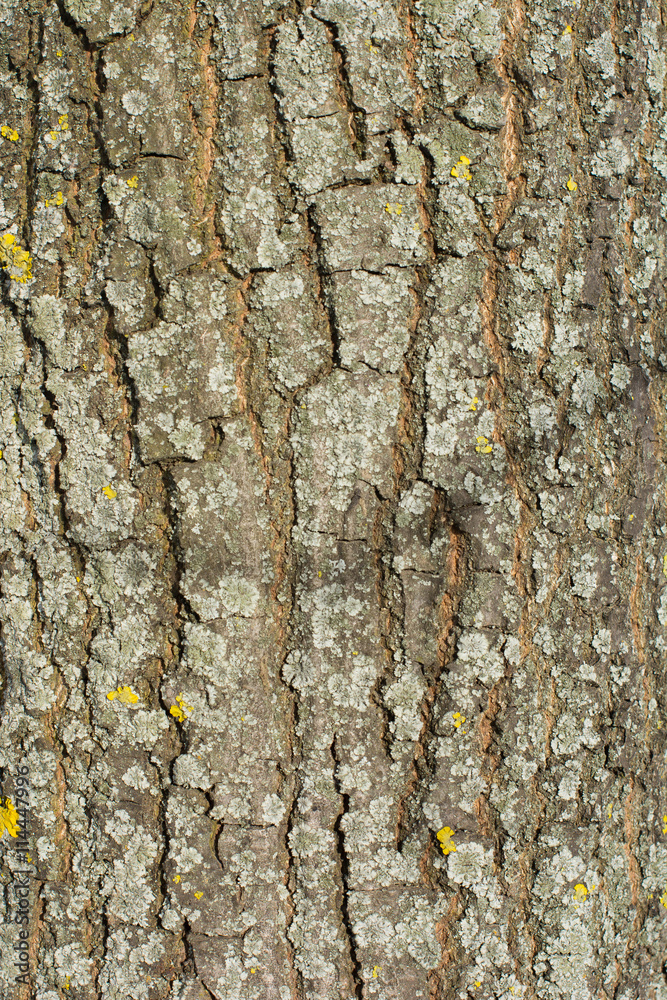 Fototapeta premium old bark texture