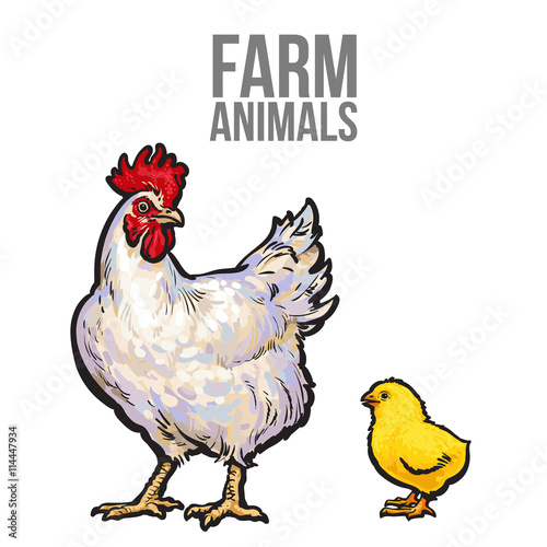 white with yellow chicken  vector sketch hand-drawn illustration isolated on white background  chicken mom and baby chick  farm bird family  vector bird farm
