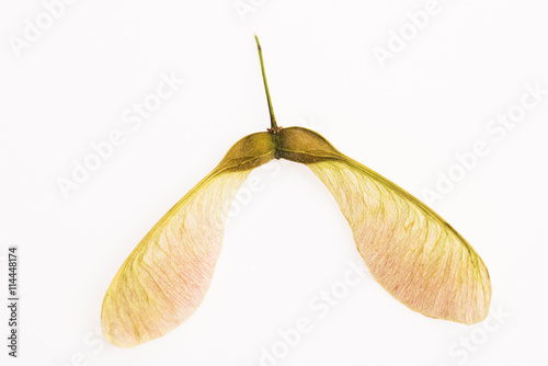 Two winged maple seeds attached to the stem