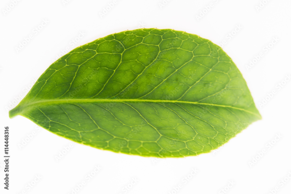 Obraz premium green tea leaf isolated on white background
