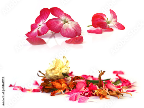 Fototapeta Naklejka Na Ścianę i Meble -  geranium, petunia, dry delicate flowers, leaves and petals of pr