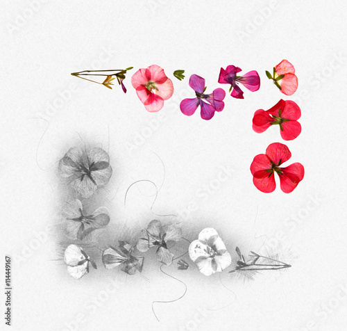 Fototapeta Naklejka Na Ścianę i Meble -  red pink brown geranium perspective, dry delicate flowers and pe
