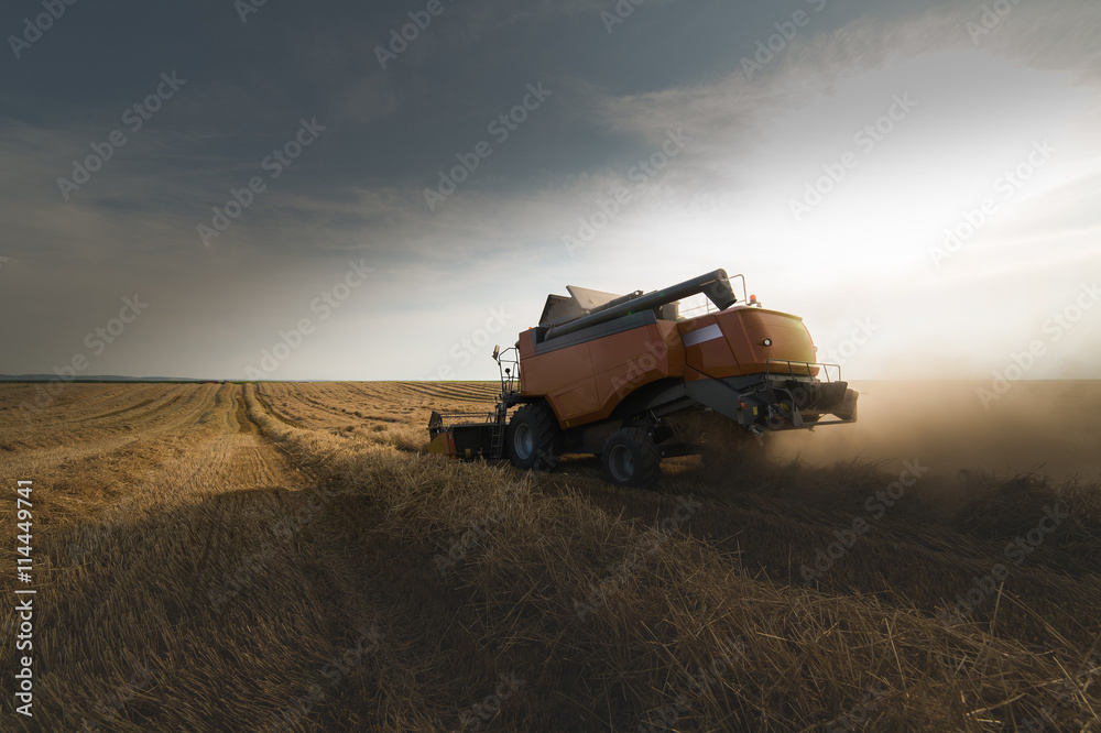Naklejka premium Harvesting of soy bean field