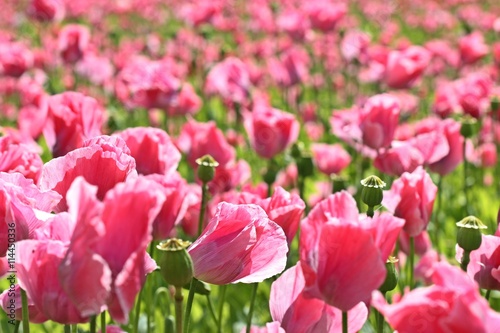 Schlafmohnblüte (Papaver somniferum) in Germerode am Meißner 
