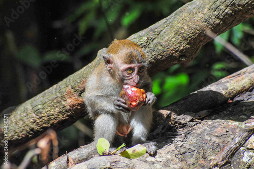 A Sumatran maqaque monkey baby eating a fruit photo