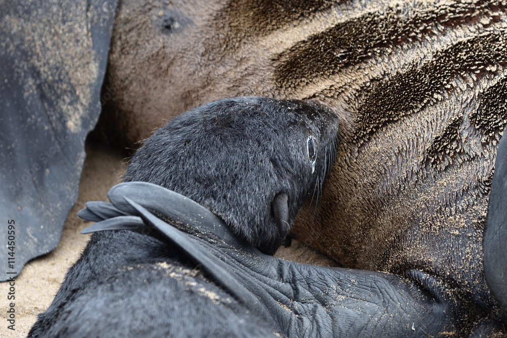 Obraz premium Cape fur seals, Skeleton Coast, Namibia