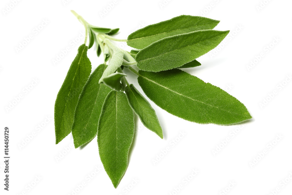 Obraz premium sage leaves isolated