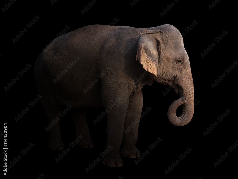 Naklejka premium male asia elephant in the dark