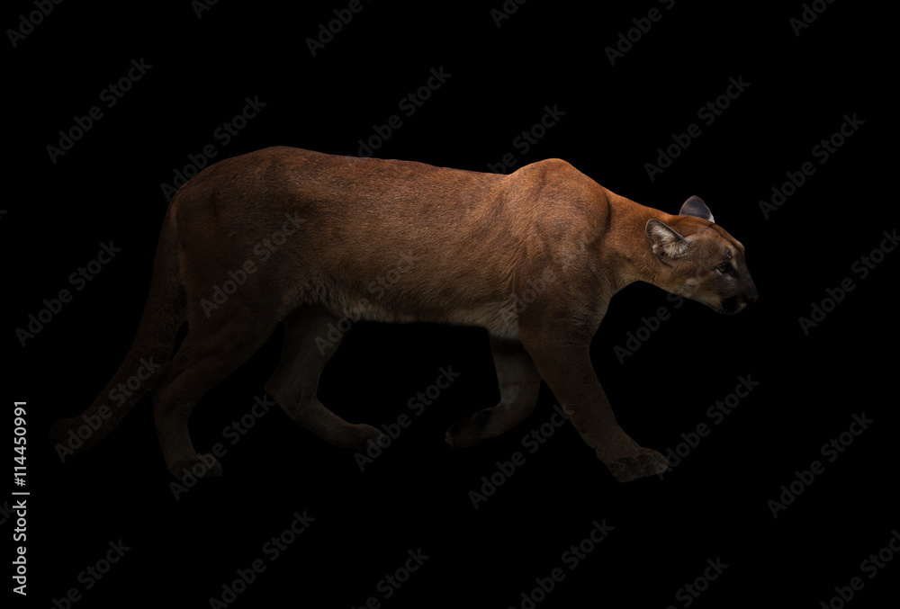 Naklejka premium puma (Panthera onca) w ciemności