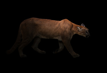 Crédence de cuisine Puma Puma tapi dans l'obscurité nocturne  © anankkml