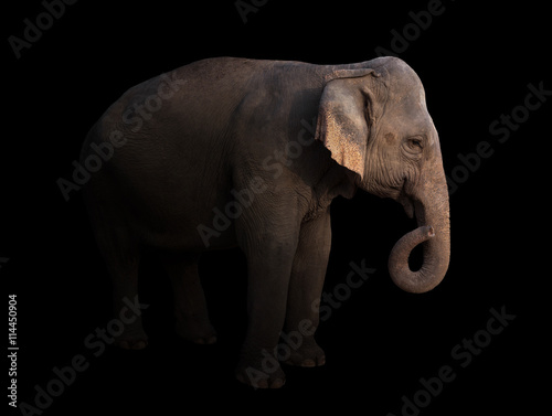 male asia elephant in the dark