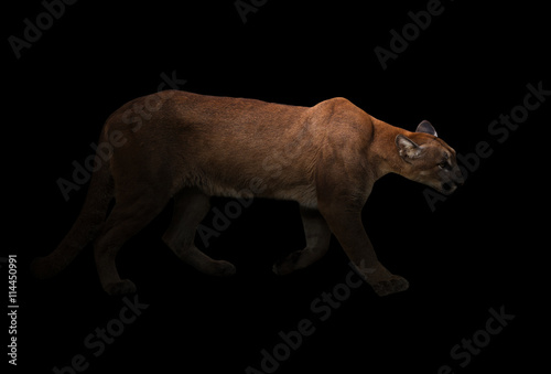 puma (Panthera onca) in the dark