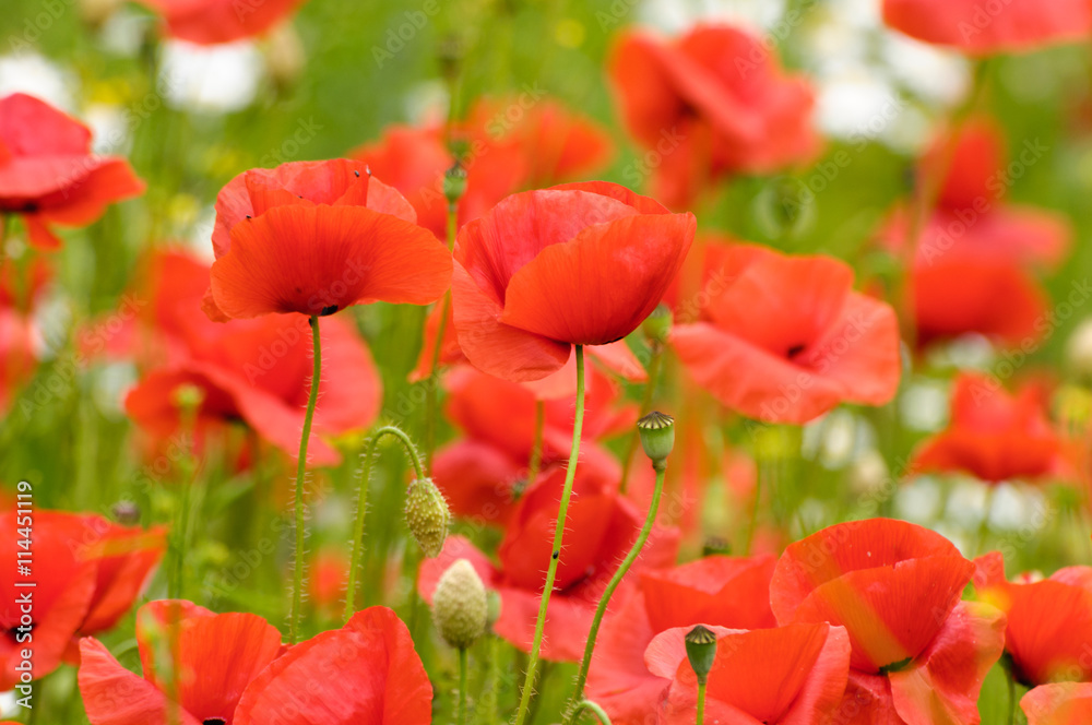 Fototapeta premium Poppys