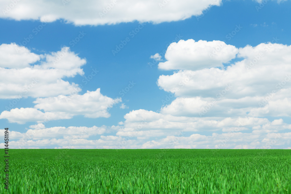 Green grass field and blue sky