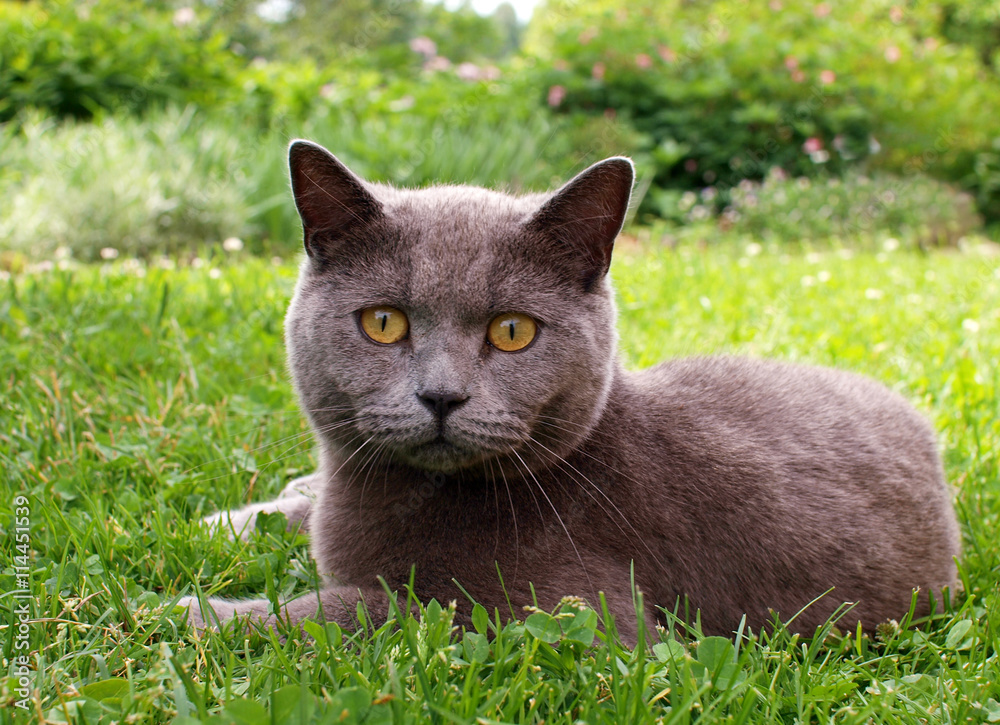 Cat lying in the grass Cat lying in the grass