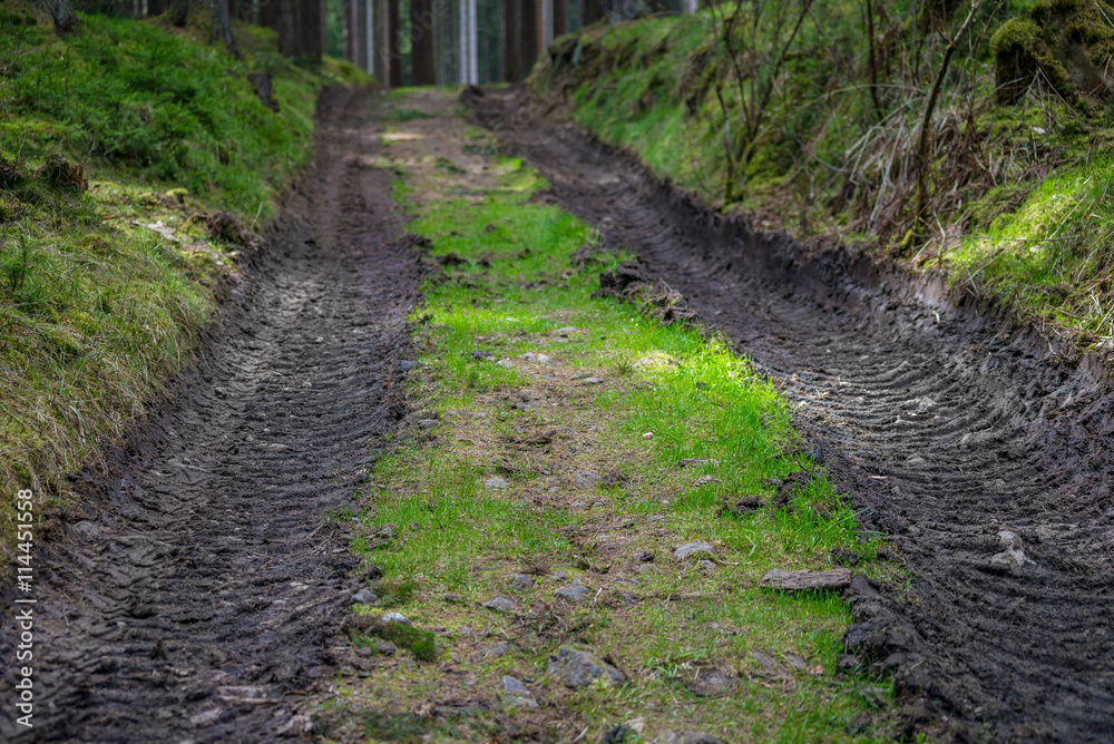 Forest forestry road mud way in green trees Forest forestry road mud way in green trees