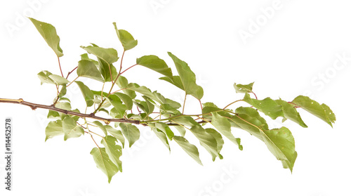 apricot tree branch isolated on white background © toomler