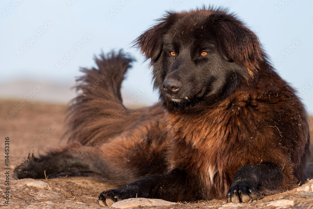 Fototapeta premium Romanian Carpathian Shepherd Dog