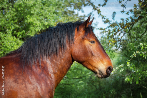 Portrait of a bay horse.  © julia_siomuha