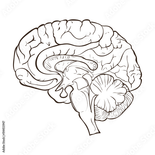 Structure of the human brain hemispheres