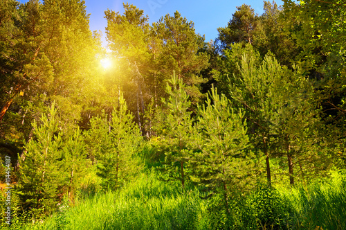 spruce forest on the hillside