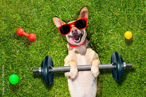 personal trainer sport fitness dog © Javier brosch