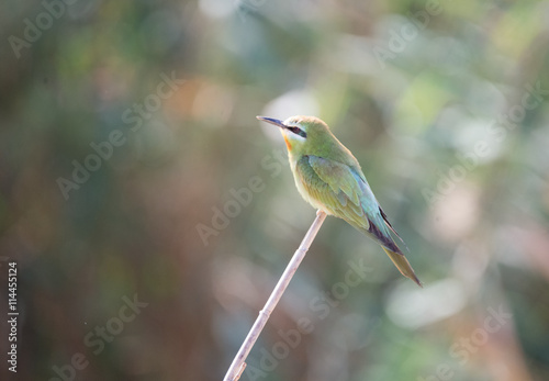 Blue Cheecked Bee Eater Bird photo