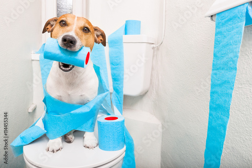 dog on toilet seat photo