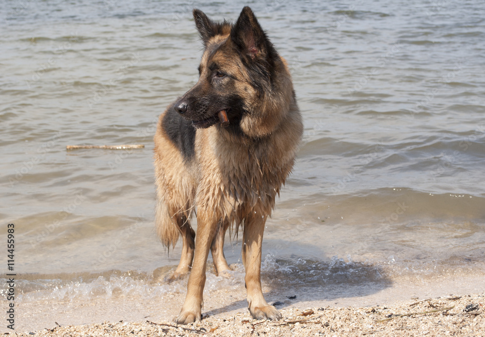 Duitse herder speelt met stok op het strand Duitse herder speelt met stok op het strand