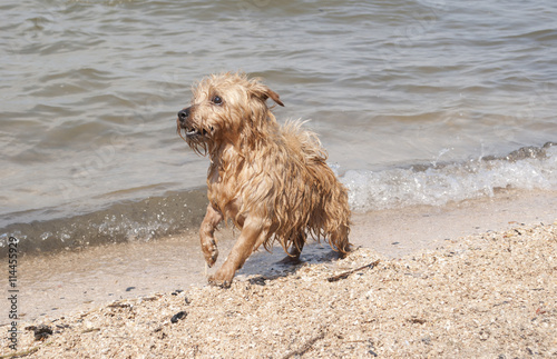 Natte blije hond speelt en zwemt aan zee © monicaclick