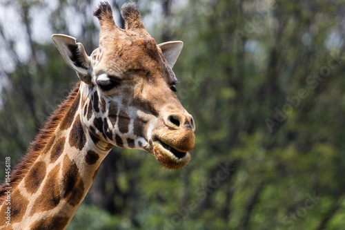 Giraffe Head Portrait © marcosdominguez