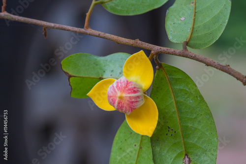 Mitrephora keithii flower close up photo