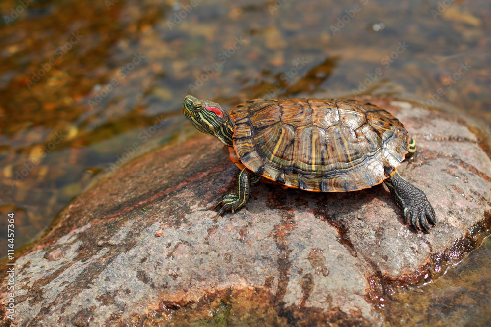 Freshwater turtle on the stone./Turtle basking in the sun. Freshwater turtle on the stone./Turtle basking in the sun.