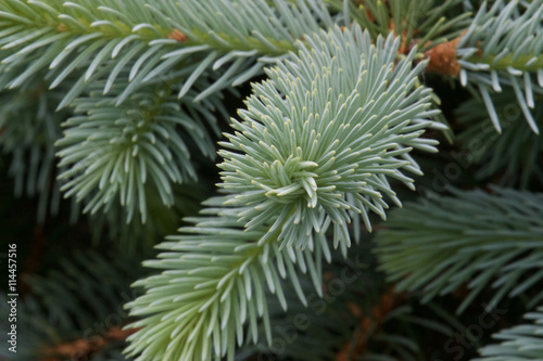 blue spruce front