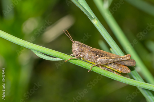 Lonely grasshopper sitting on a flower stem in green jungle
