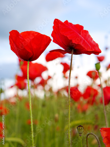 Poppies on blue sky background.