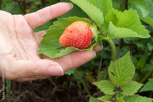 strawberry on its leaf