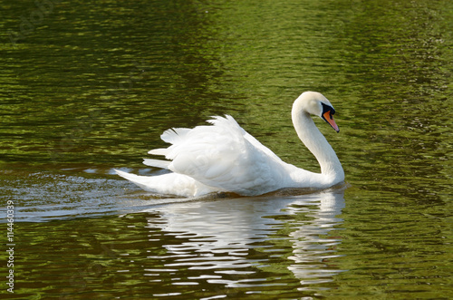 Swan,a beautiful bird.