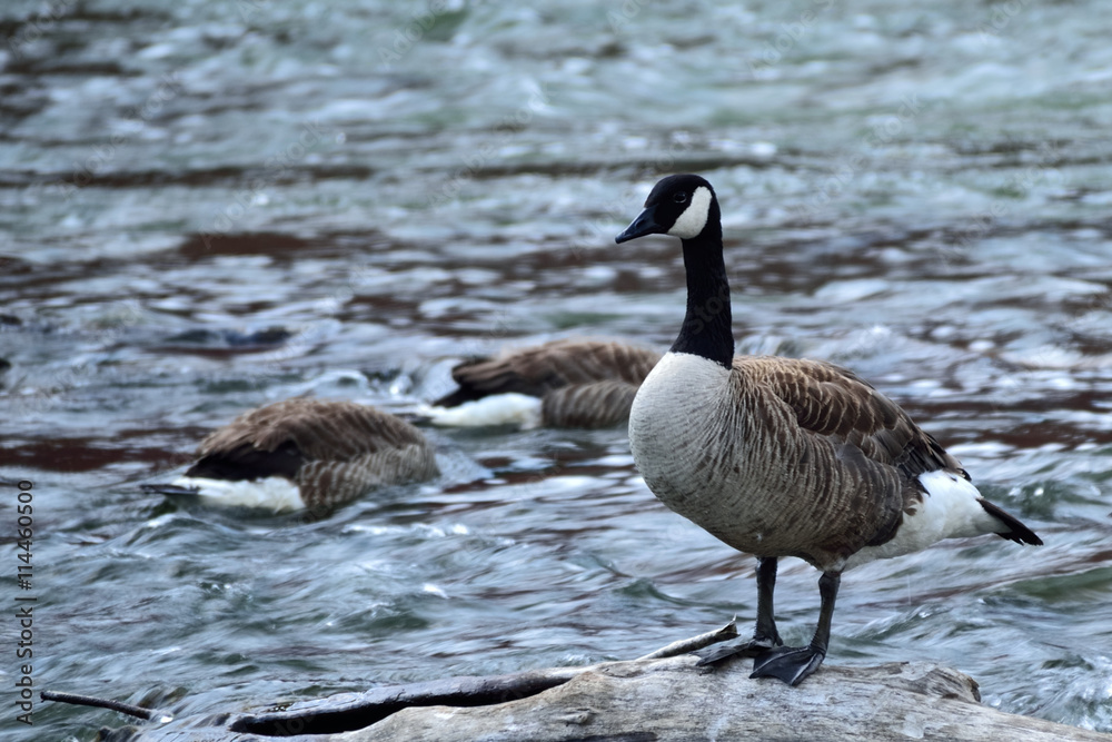 Fototapeta premium Canada Goose