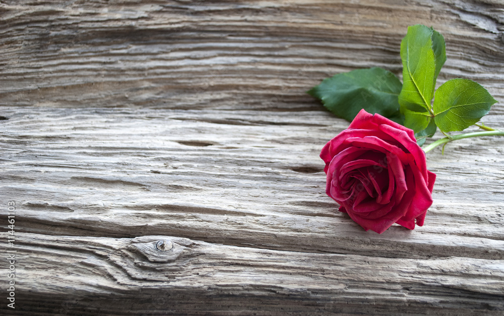 Rote Rose (Rosaceae) auf Treibholz / Holz Hintergrund, Textfreiraum